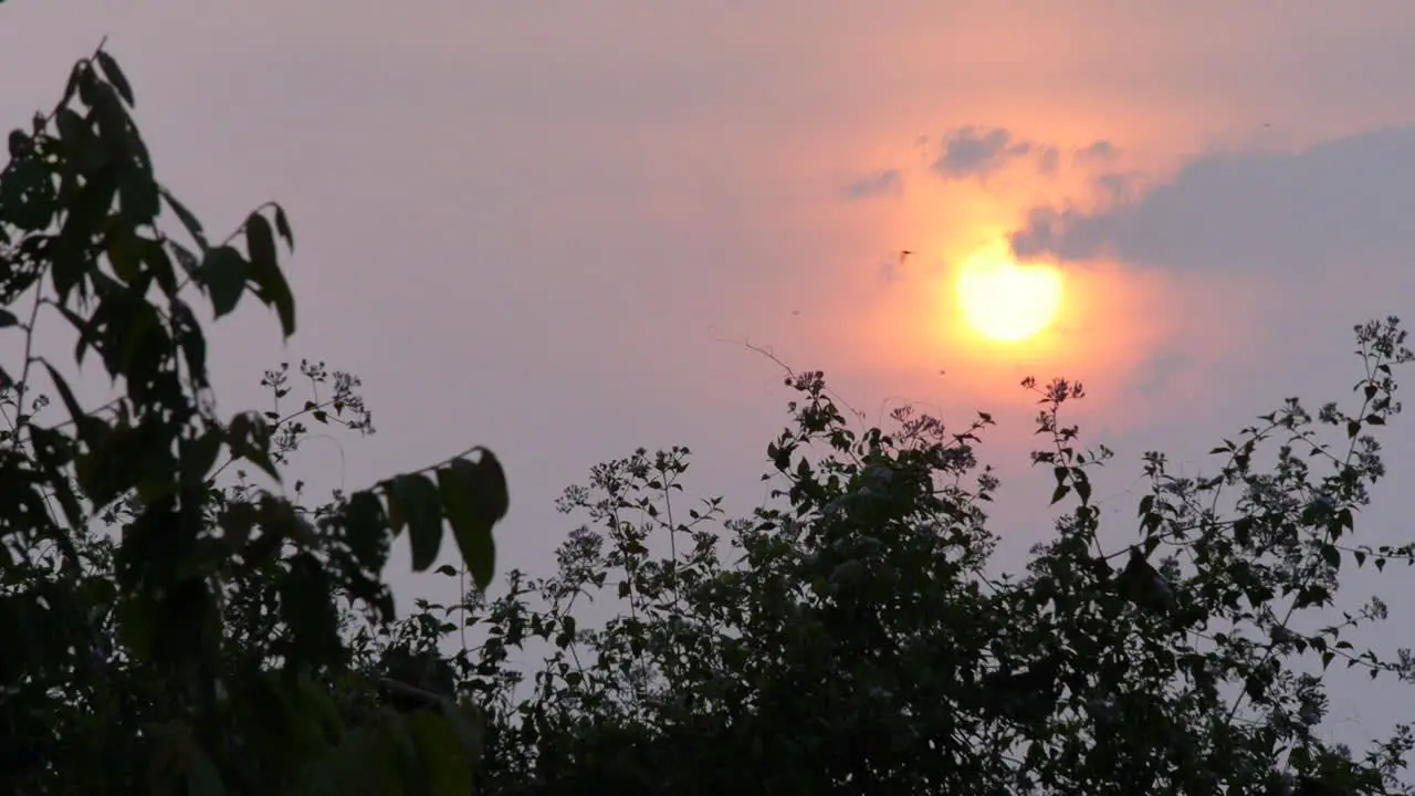 Bird Flies Across a Beautiful Sumatran Rainforest Sunset Above the Jungle Trees