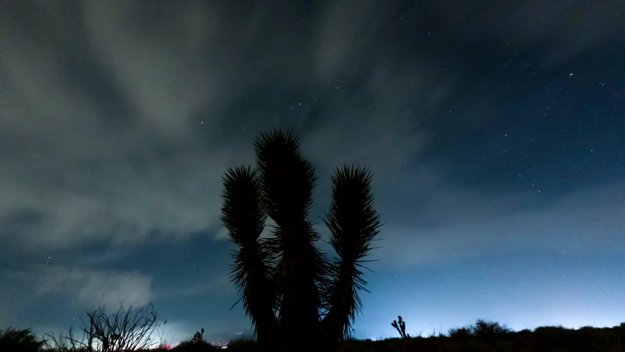 The desert night sky is bright with the Milky Way as the Earth rotates time lapse with a Joshua tree in the foreground