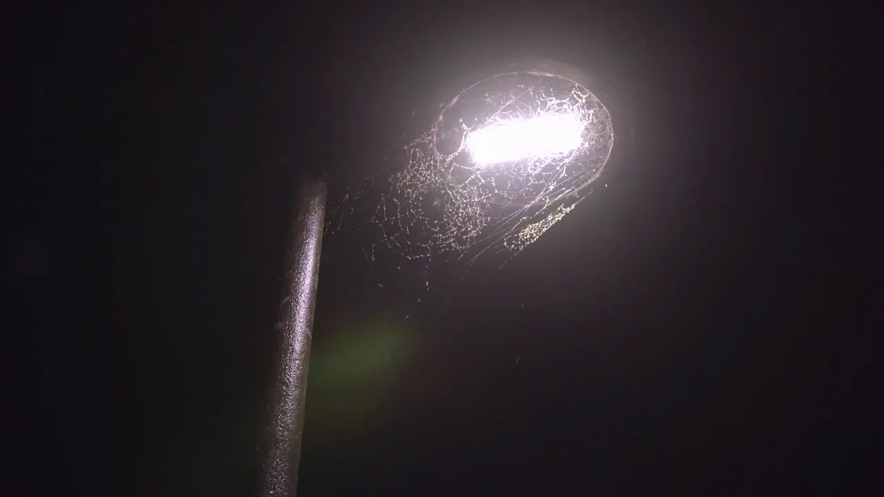 Massive spider web around lamp post covered in bugs