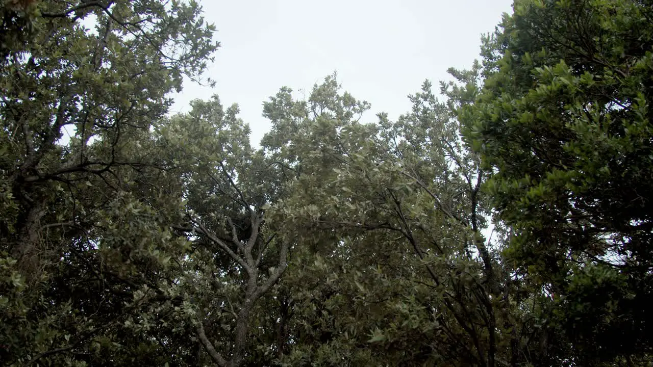 Trees shaking in the wind pov up shot