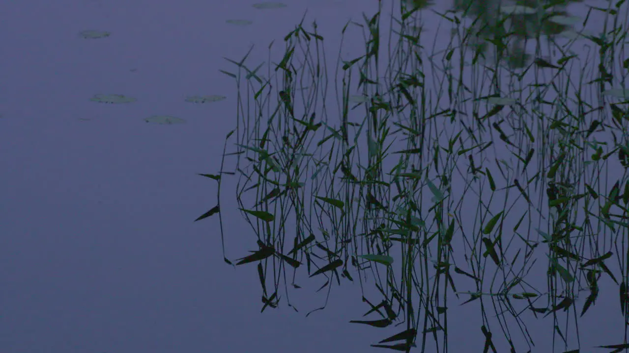 Slow motion abstract a calm blue wetland lake at dusk