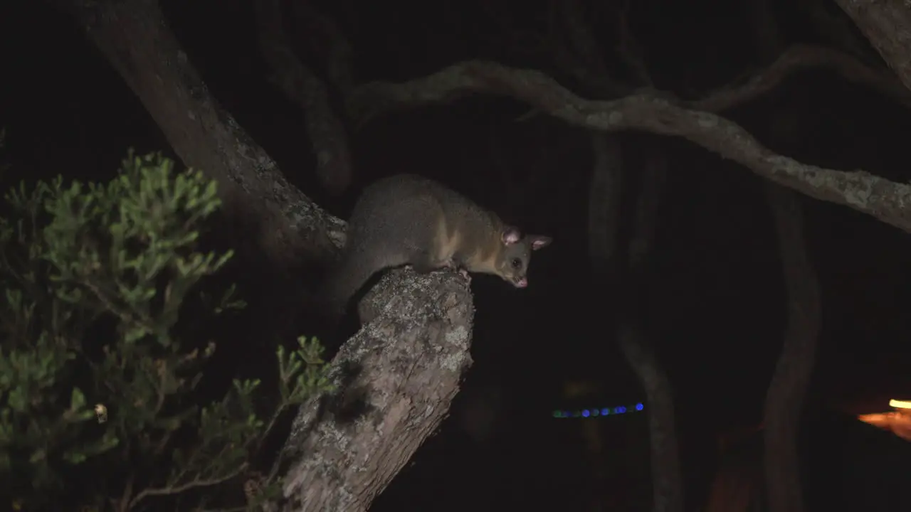 Ringtail Possum Sitting Still On A Moonah Twisted Tree Trunk At Night