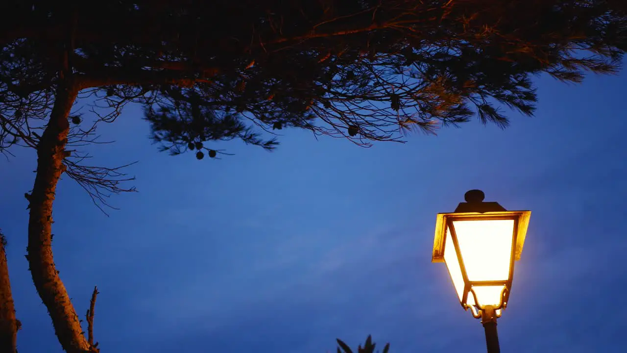 Classic streetlamp at twilight under a pine tree with a gentle balmy breeze