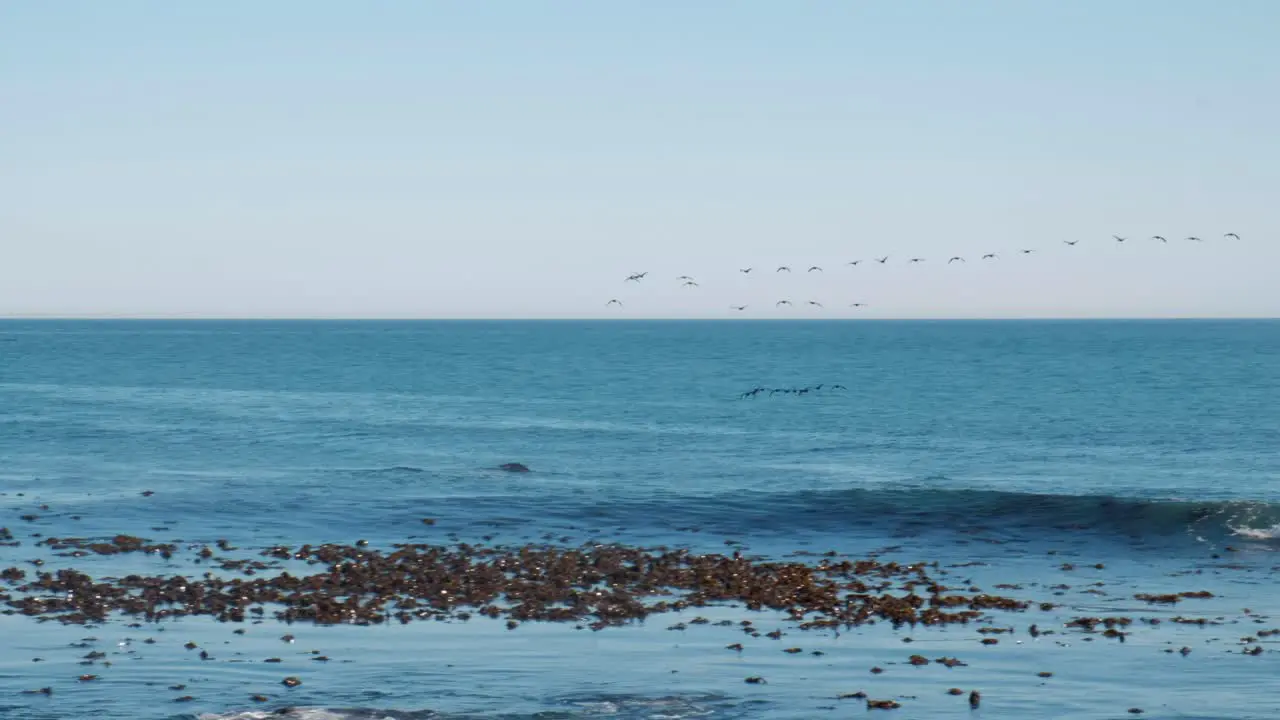 Panning shot of a group of bird flying in formation over the ocean into the distance