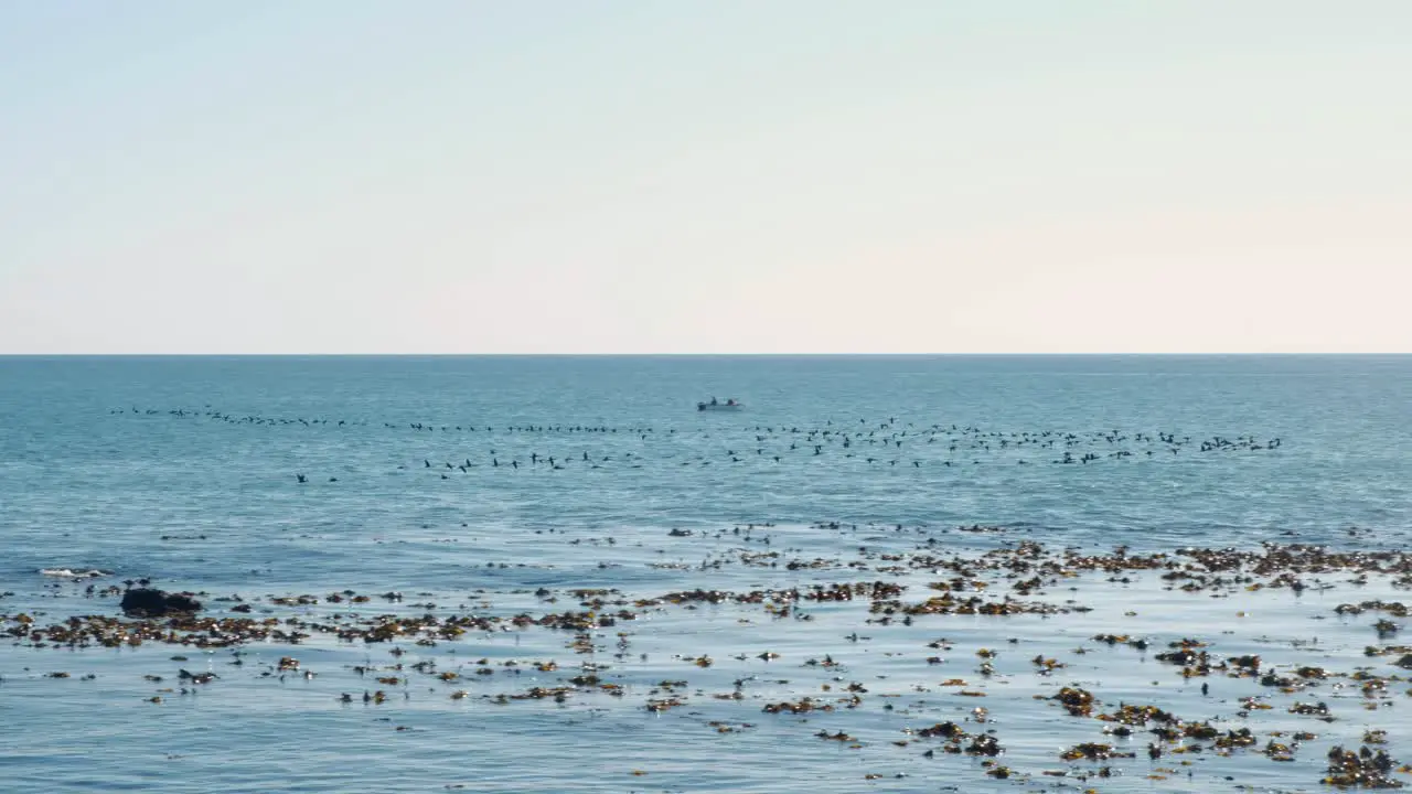 The camera follows a large flock of birds flying over the ocean