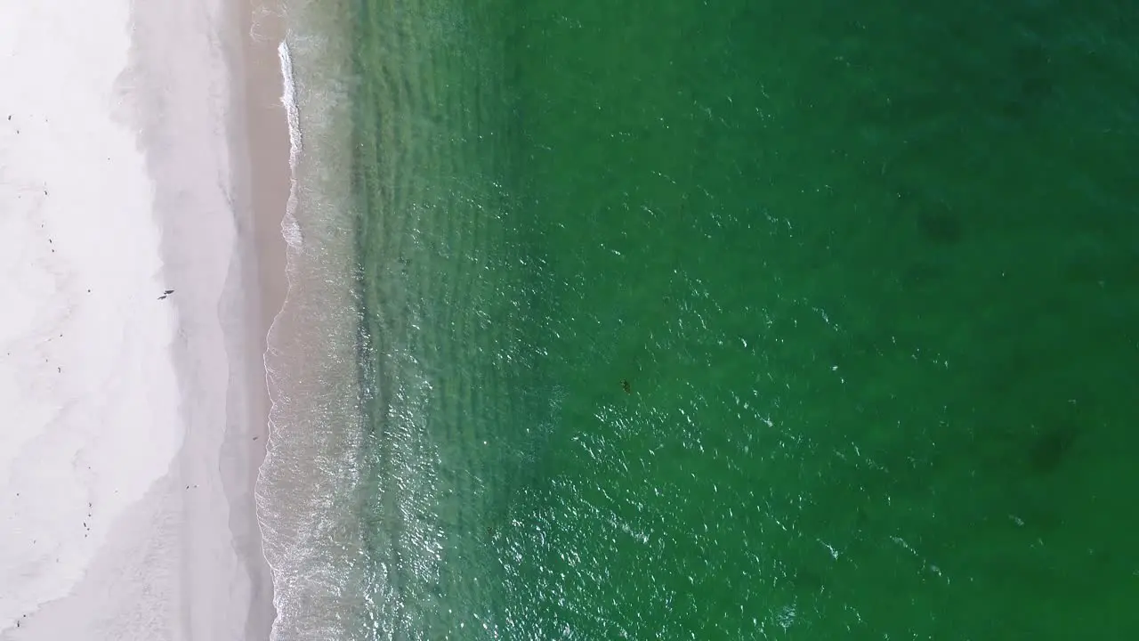 slowed down top down view of emerald water with waves crashing on shore while white sea birds fly below