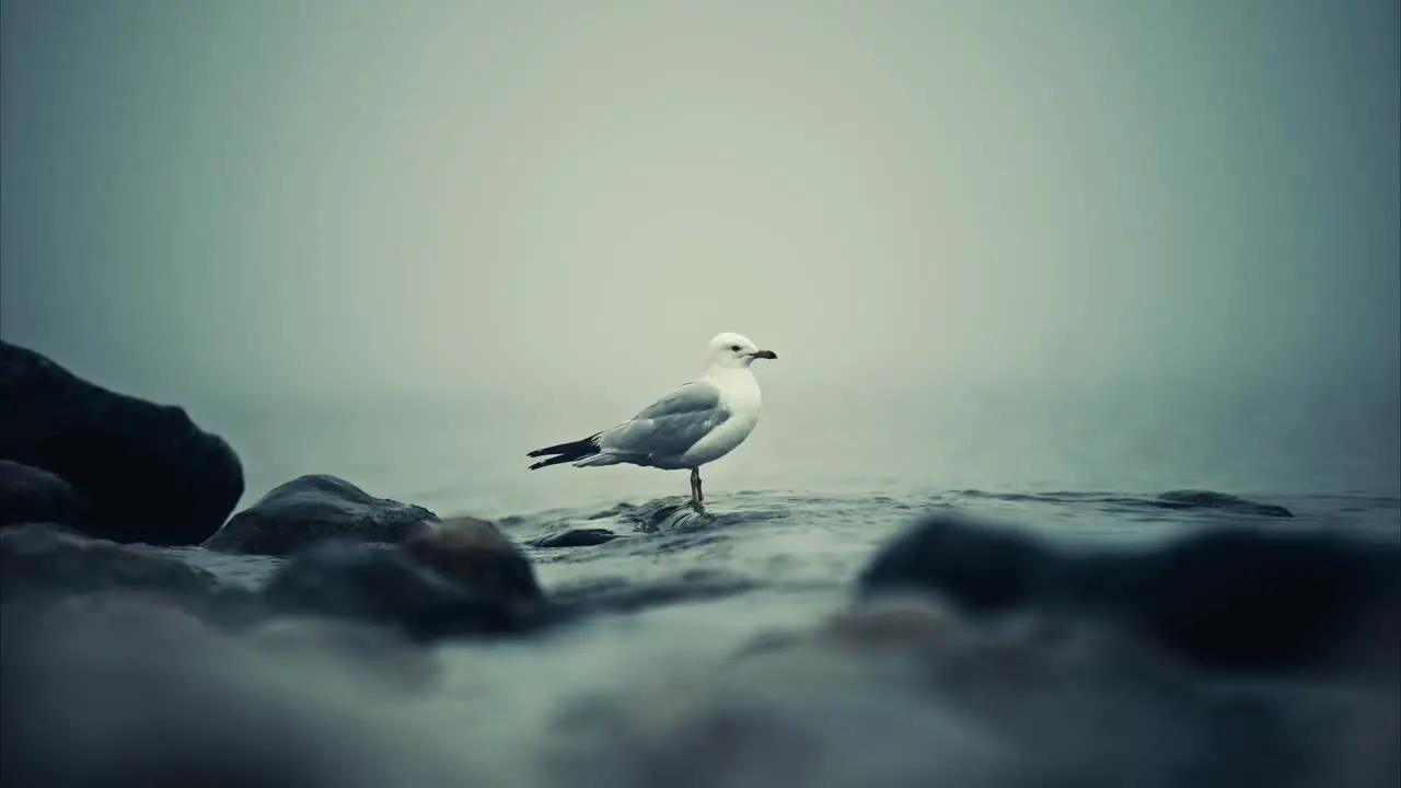 Lone Seagull Standing on Distant Rock in Foggy Shallow Lake Water another Bird Flying Closeup Waves and Rising Tide in Slow Motion 4K