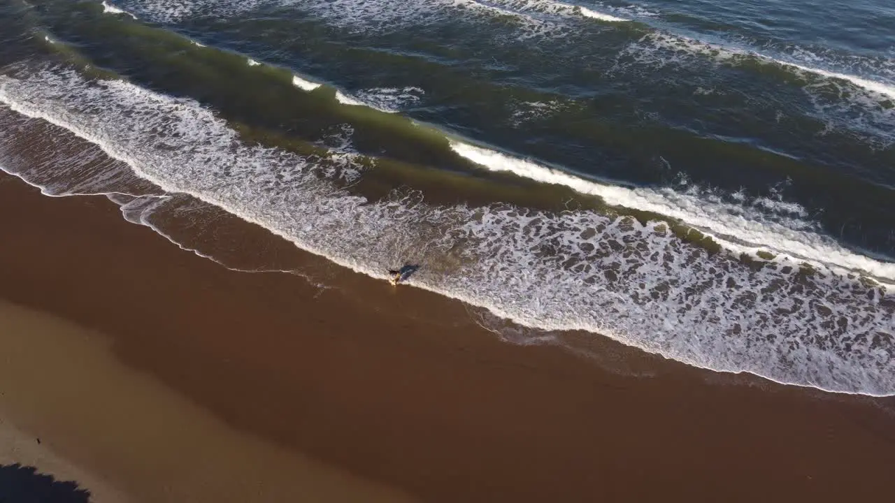 Aerial top down of two dogs playing at sandy beach shore of Punta del Este during sunny day in Uruguay