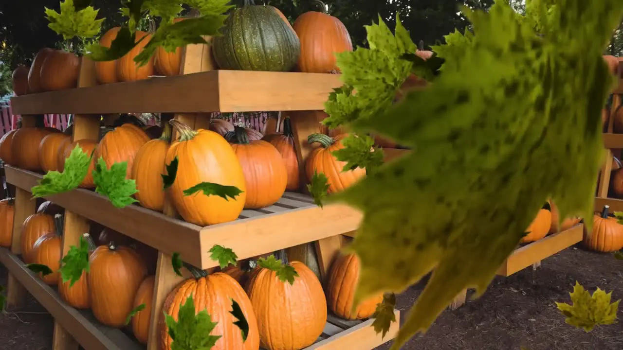 Animation of autumn leaves falling pumpkins on shelves