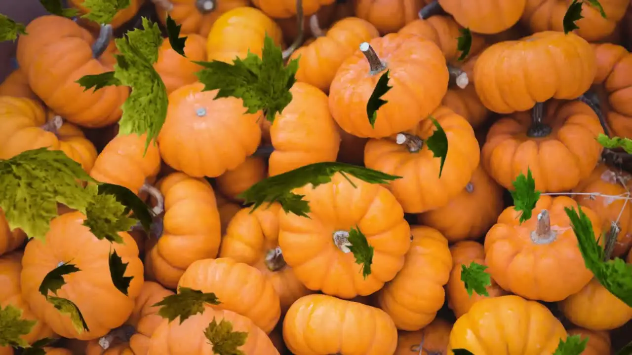 Animation of autumn leaves falling over stacked pumpkins