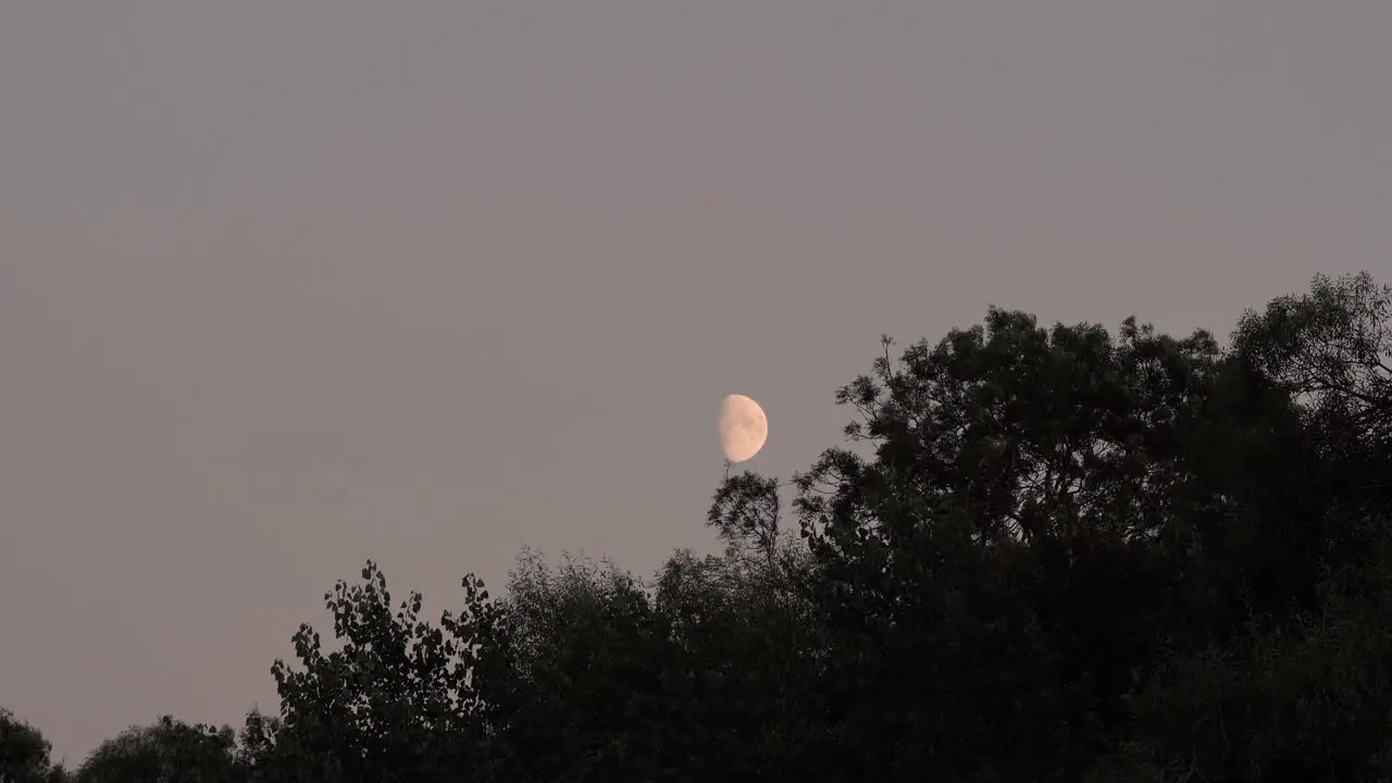 Moon over Trees at Dusk