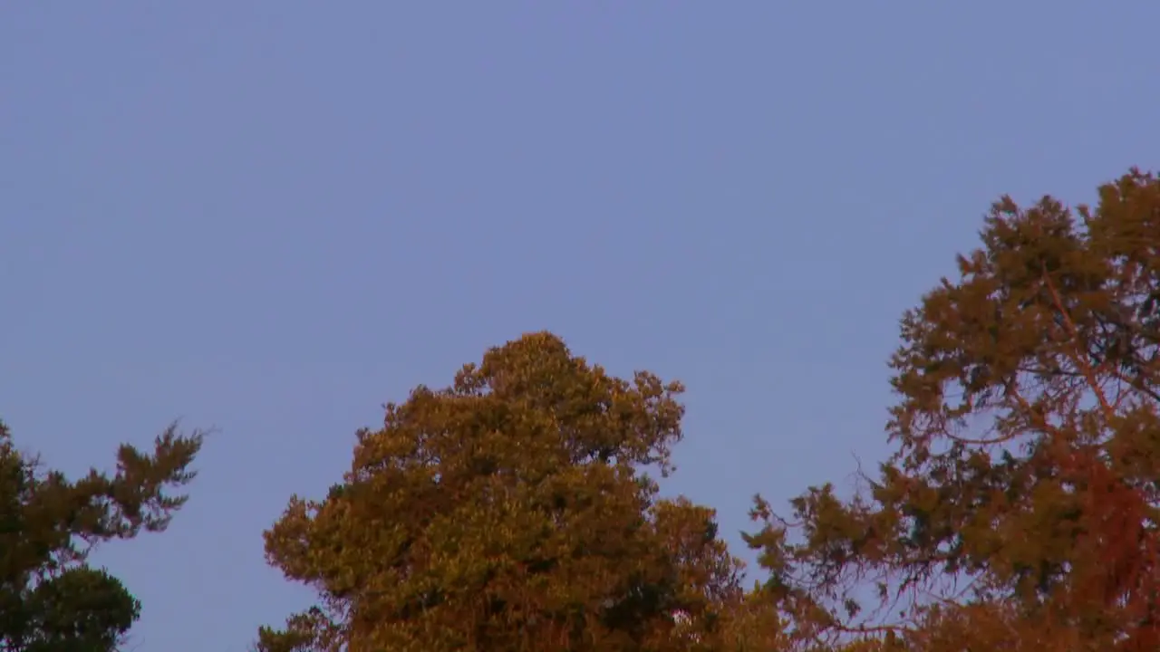 The full moon rises over the treetops against a purple sky in this time lapse shot