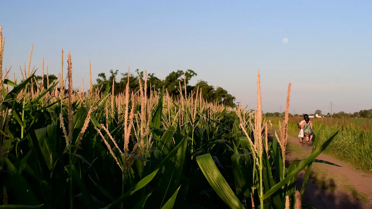 View of a crop field and scooter going through a rural road with a 98% full moon in the sky