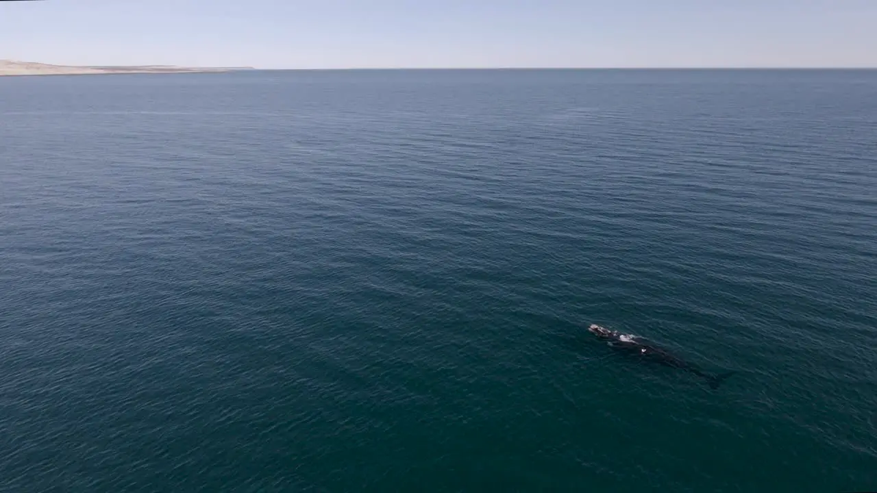 Whales swimming peacefully towards the vast horizon Aerial Wide Shot