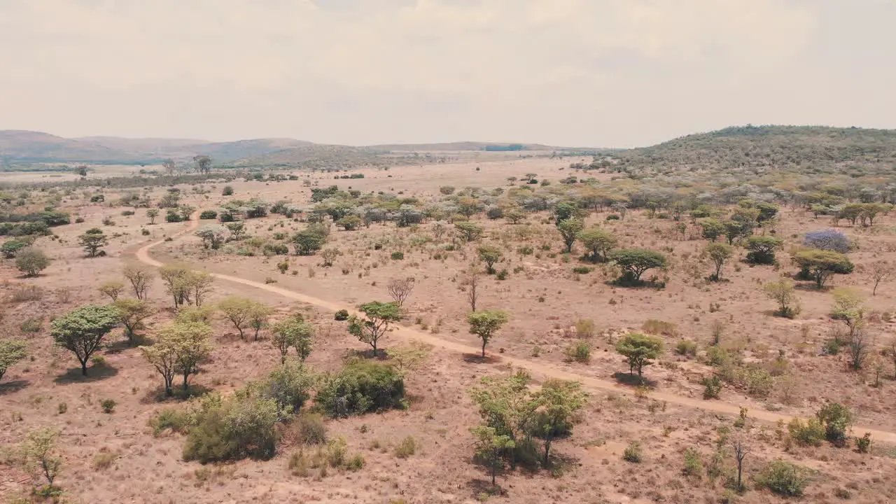 Dry african savannah with trees and dirt road zooming drone shot