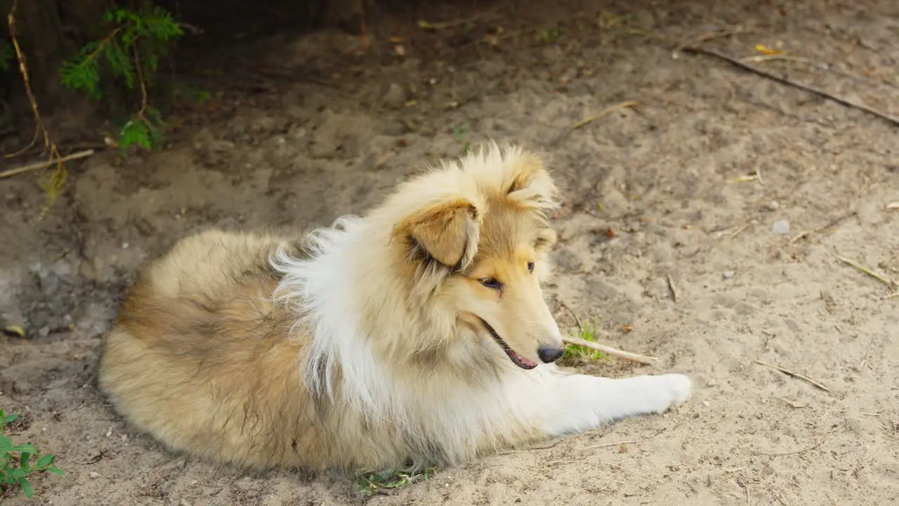 Lonely lassie dog laying on sandy ground motion forward view