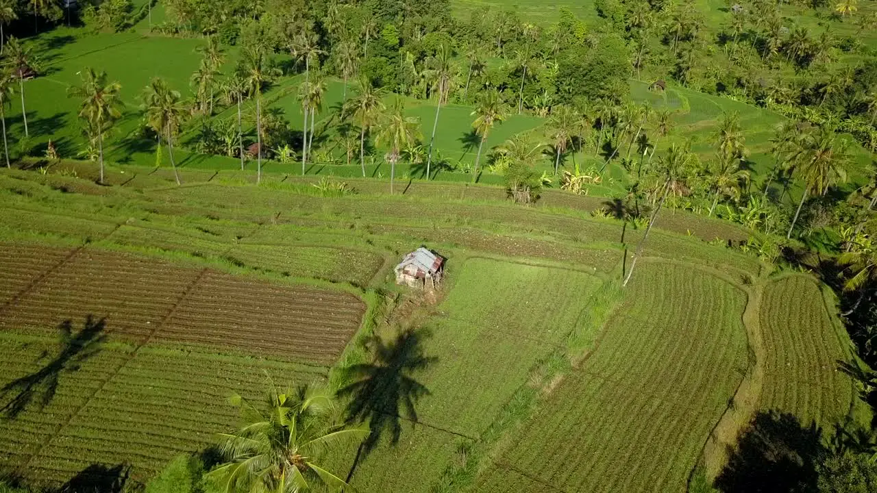 aerial footage of the rice fields in Bali