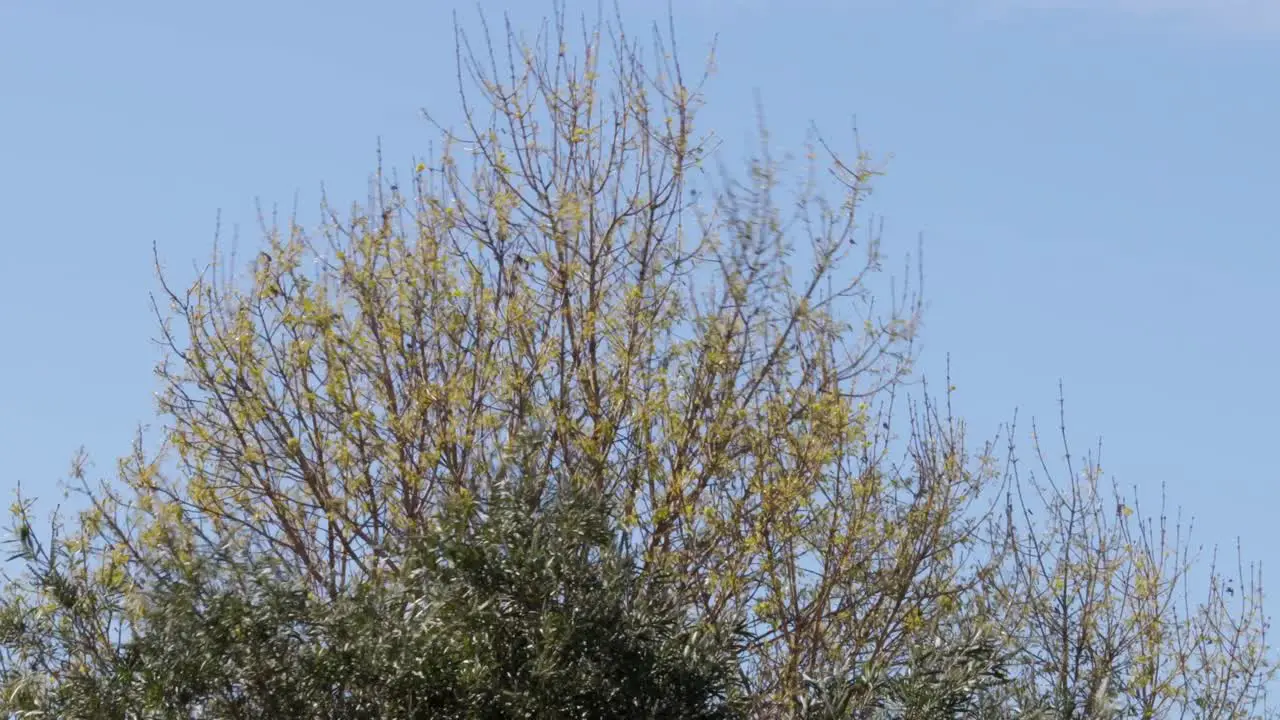 Tree Moving In Strong Wind