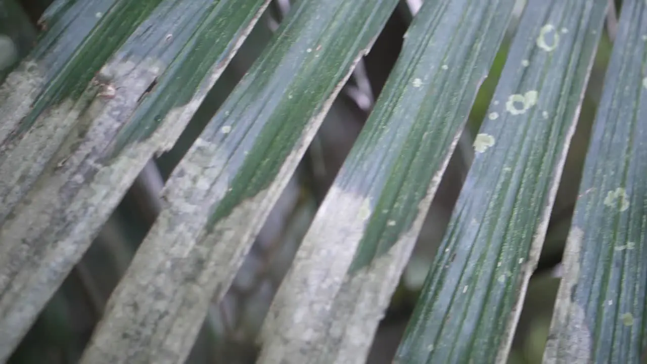 A close up of long and thin leaves from a tree in the jungle of Bali