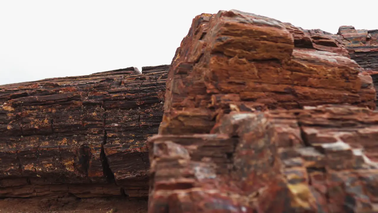 Giant wood log at Petrified Forest National Park in Arizona Close up shot