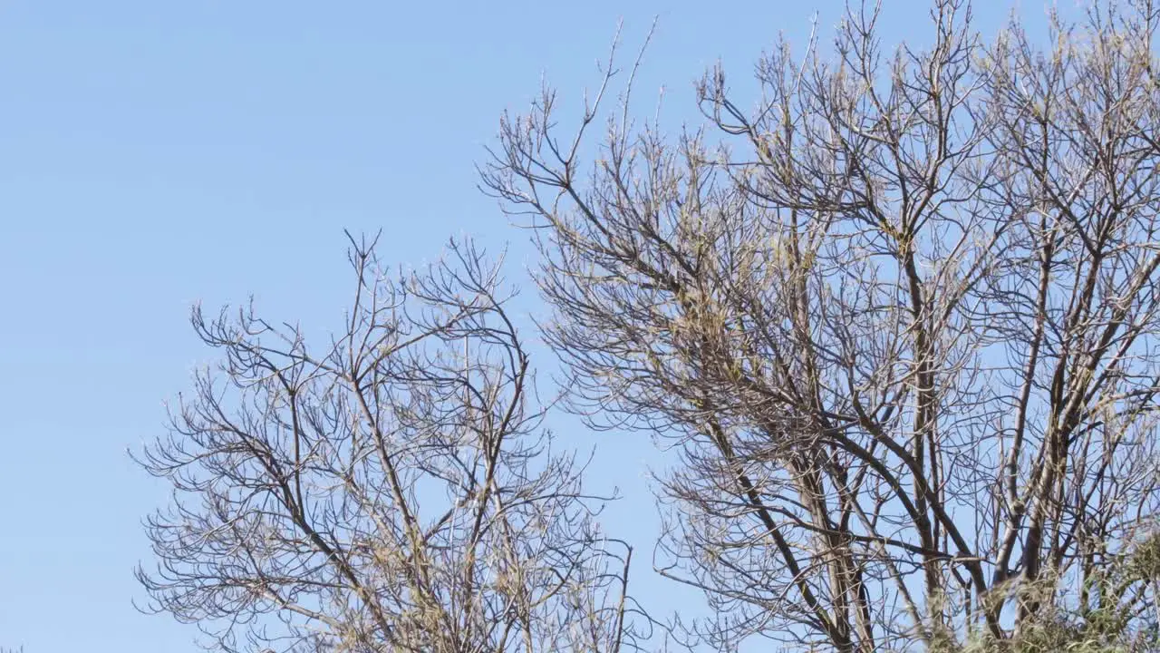 Tree With No Leaves Moving In Strong Wind