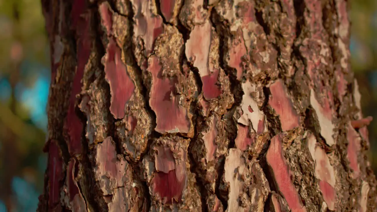 Beautiful warm dark brown tree bark with sunlight falling across it