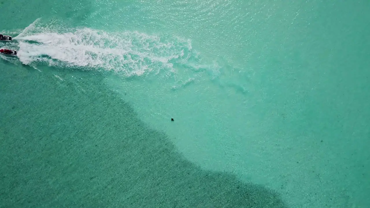 Wide drone shot of Manta Ray or Sting Ray swimming in the clear ocean water