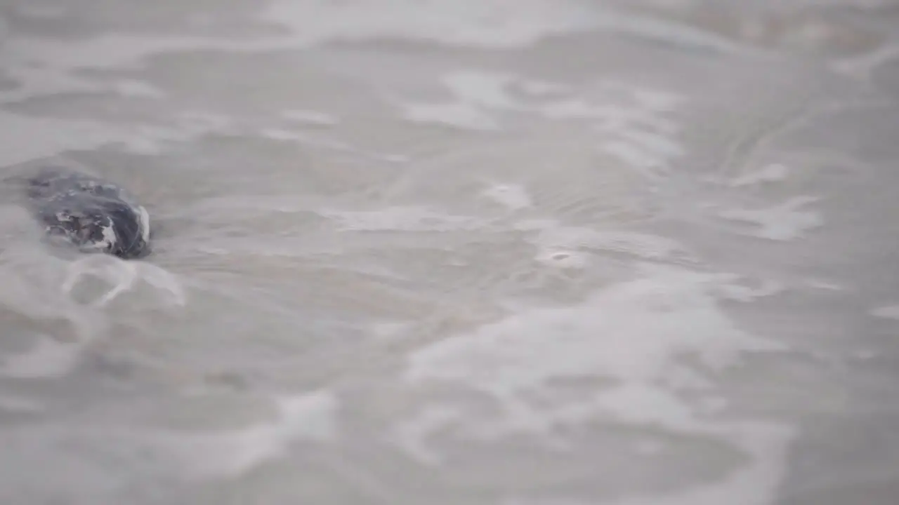 Close up ocean tide washing ashore over sea shells on the beach slow motion