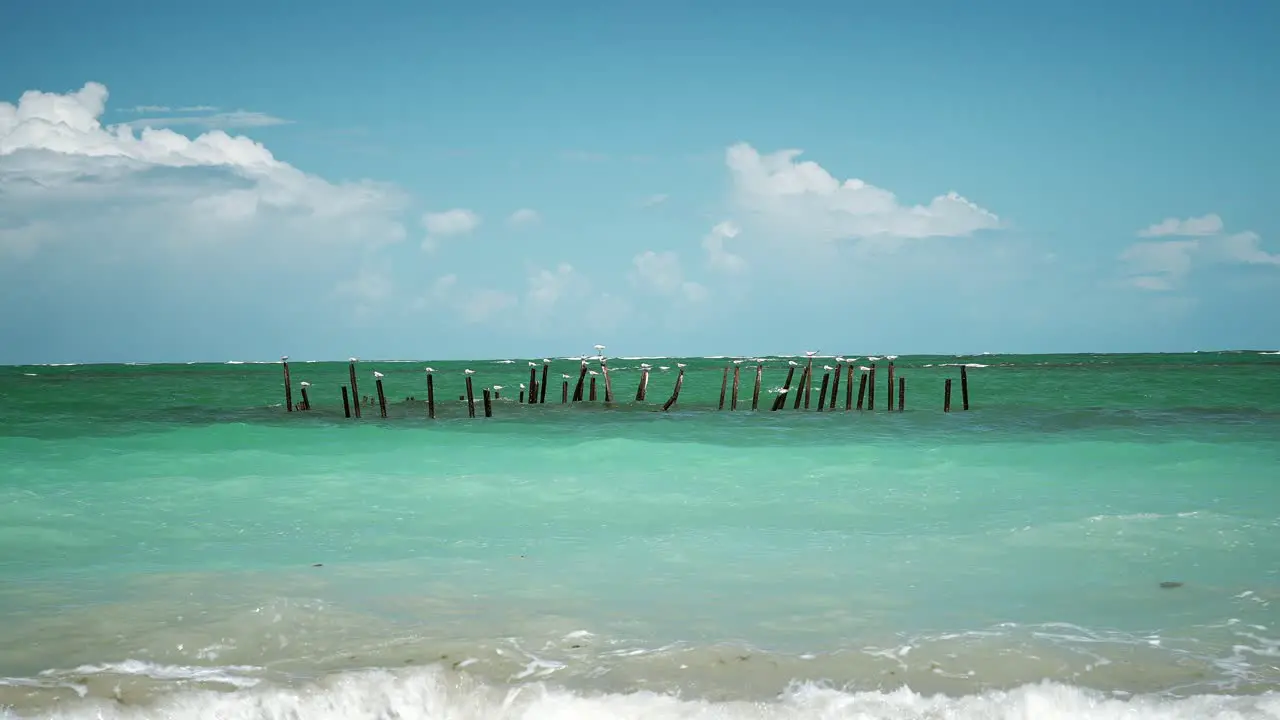 Flock of seagulls perched on wooden poles in shallow water at Costa Rica shore