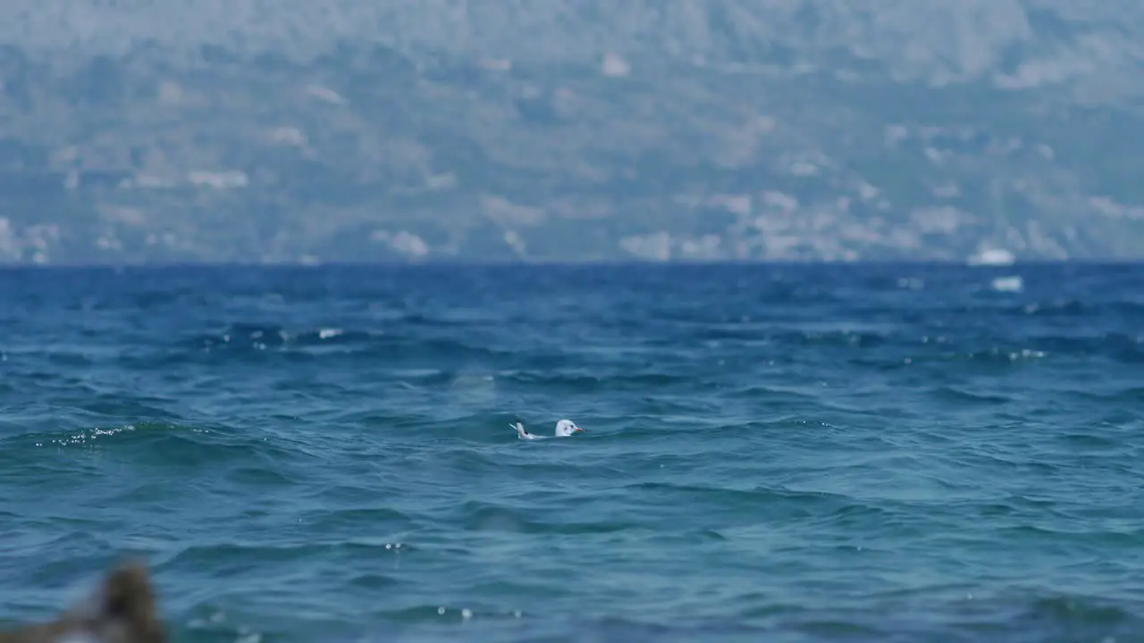 Bird floating near coast in deep blue sea of Croatia