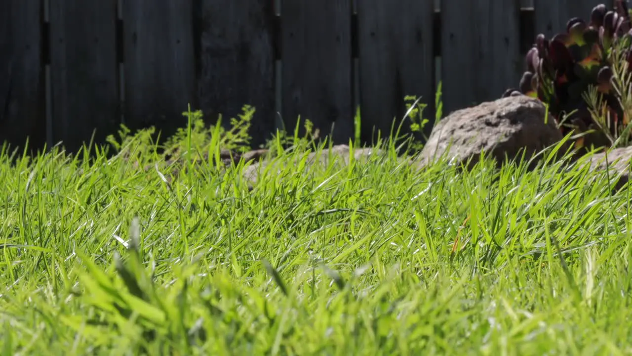 Grass Blades Moving in Strong Wind