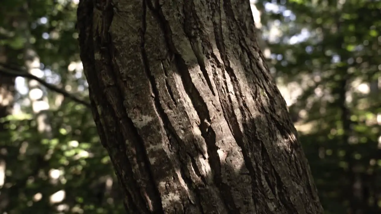 Deep pattern of tree trunk growing in forest close up tilt up view