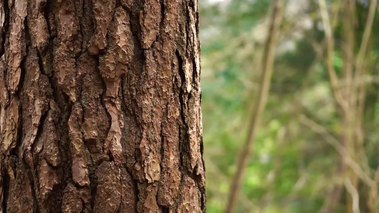 A close up of a tree trunk in a woodland park