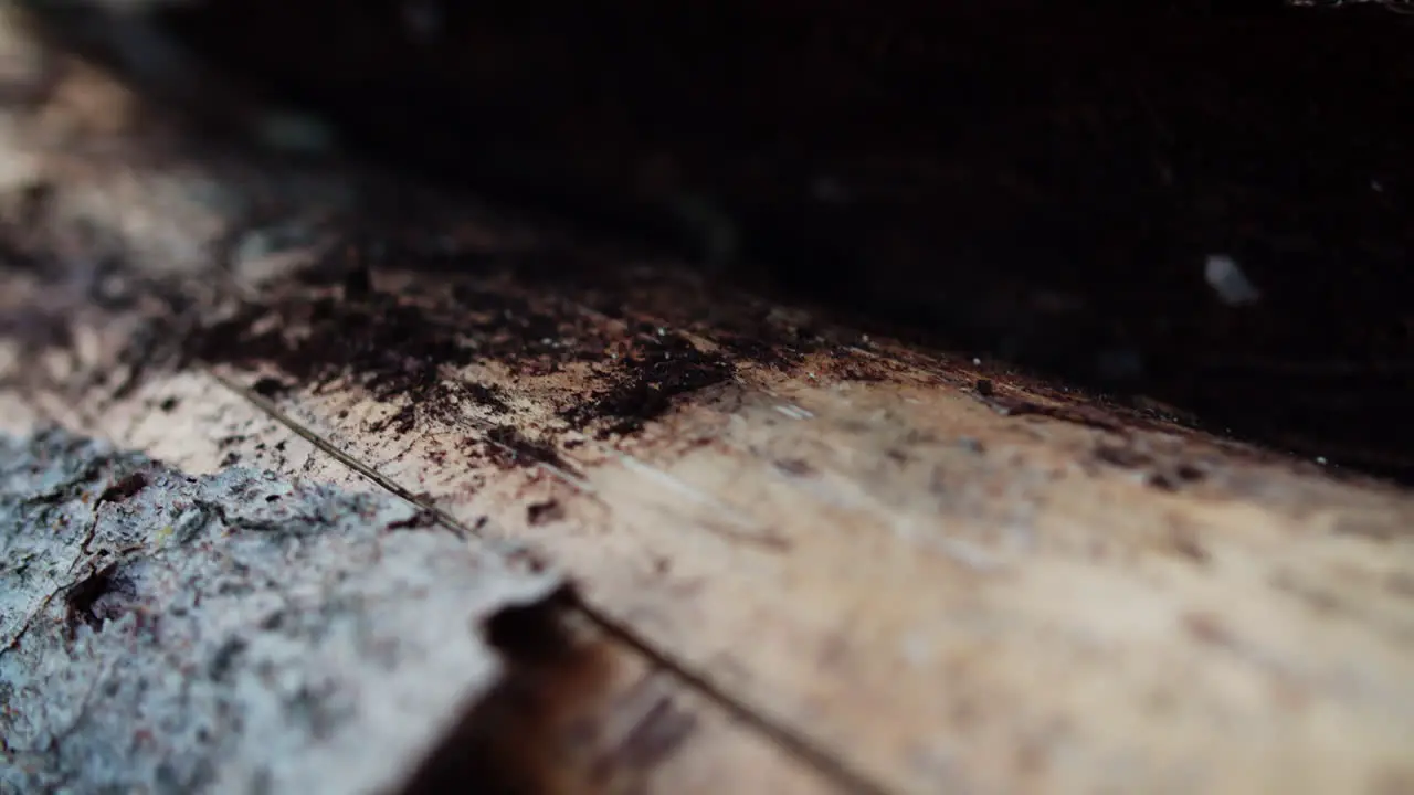 Close up shot of looking under the bark of a tree