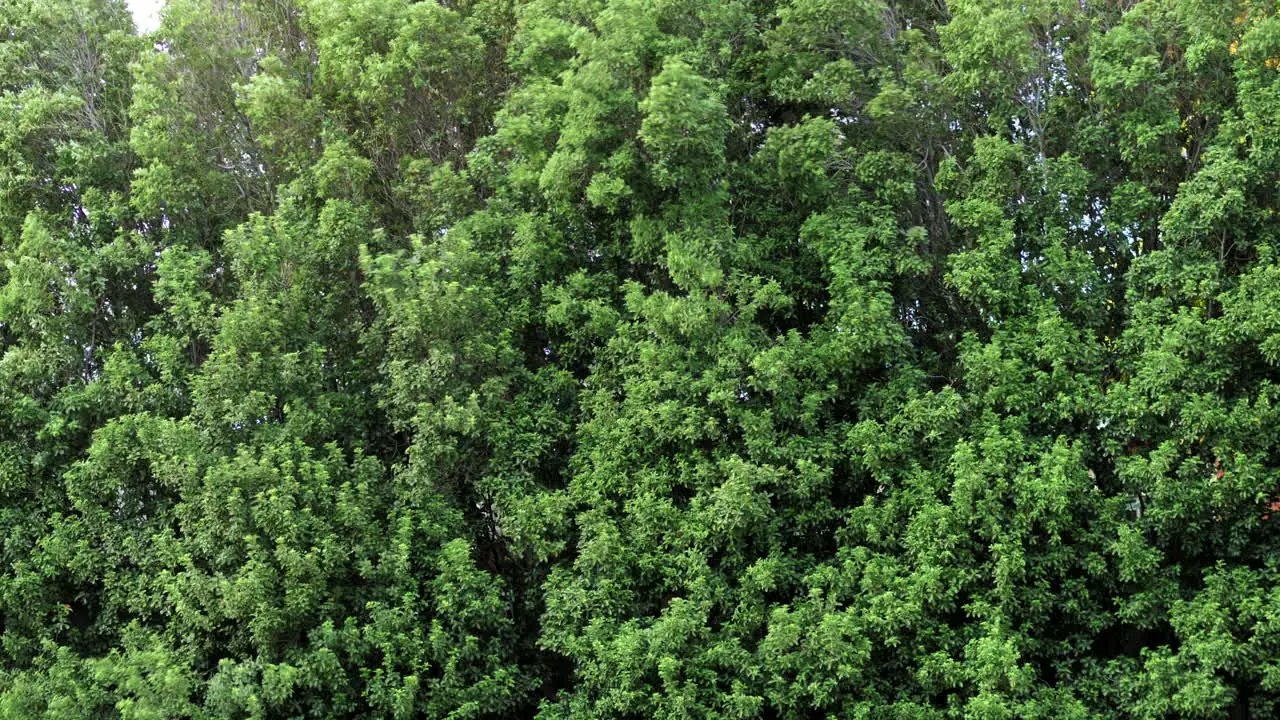 Bushes Blown Around In Gale Force Winds SLOW MOTION