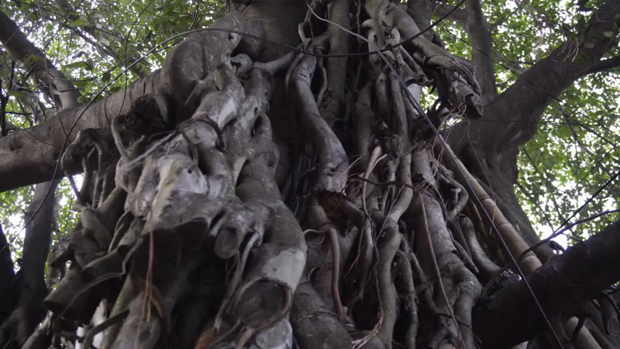 Old bark hanging around the trunk of the tree