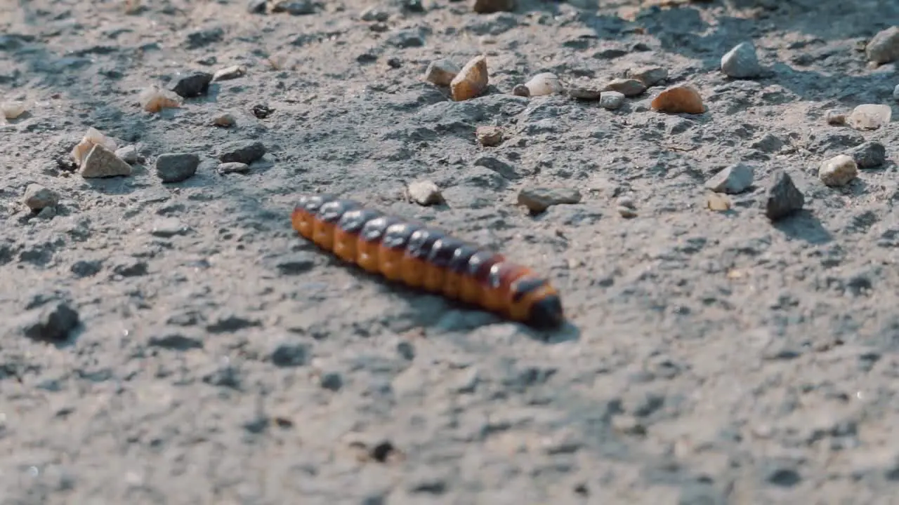 Orange And Black Caterpillar Walking Across Rough Ground