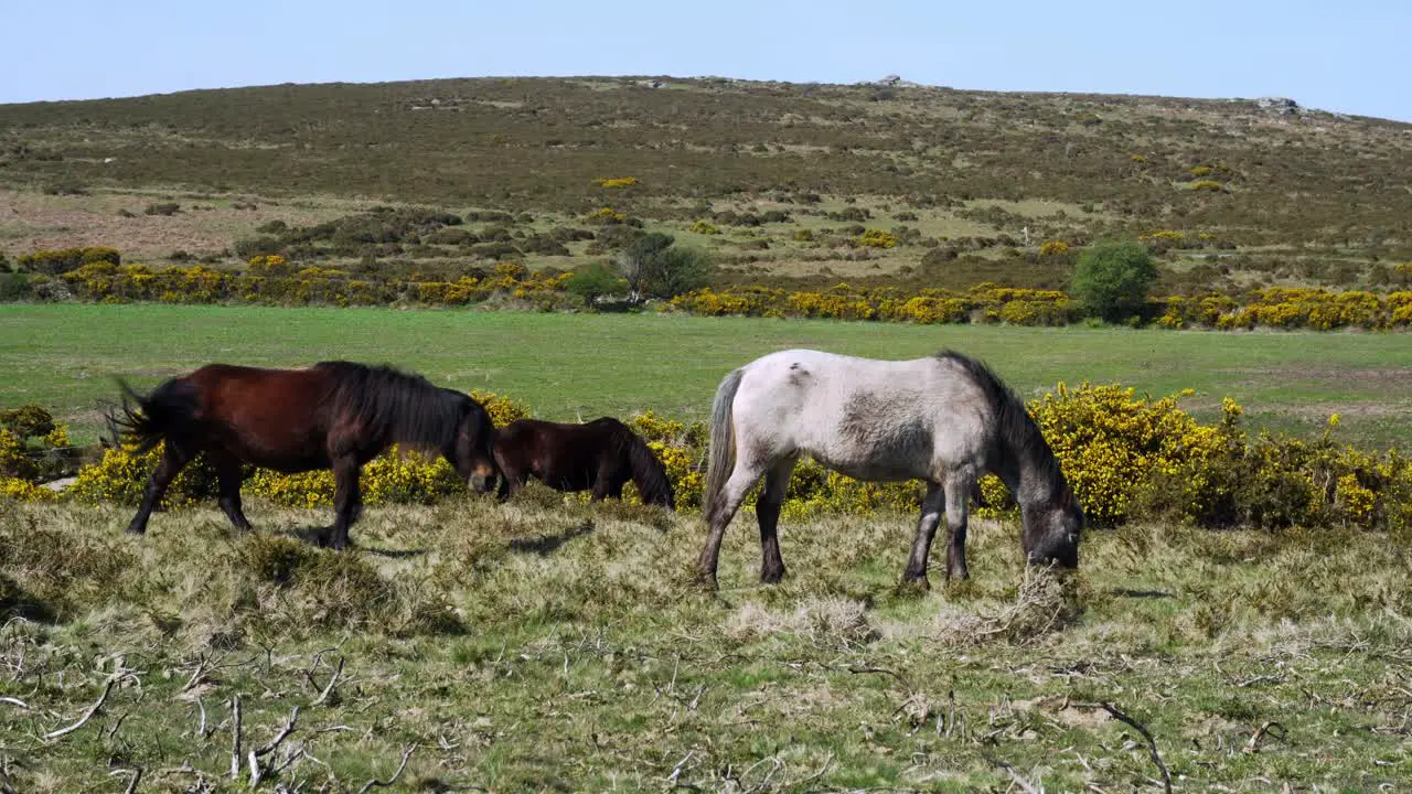 Peaceful grazing Dartmoor Ponies near Sharp Tor in rugged Devon countryside England UK