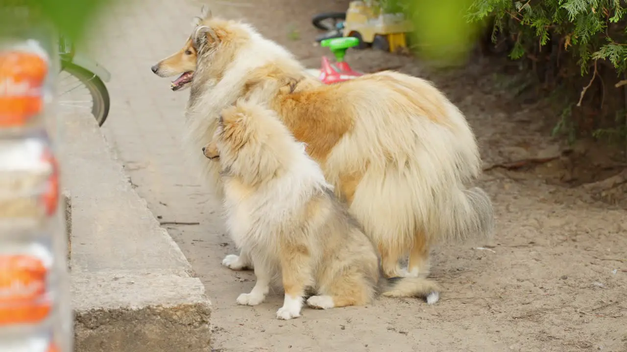 Beautiful rough collie family with young doggy standing outdoors