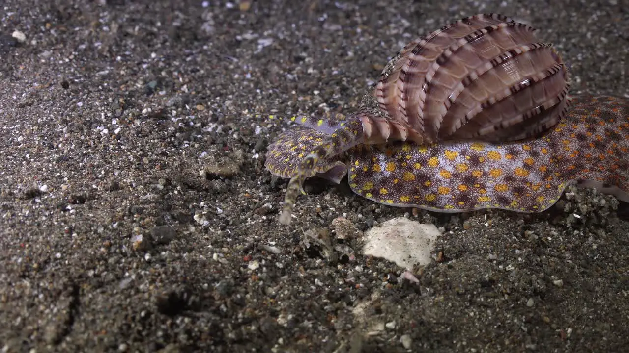 Harpa Shell crawling over sand at night