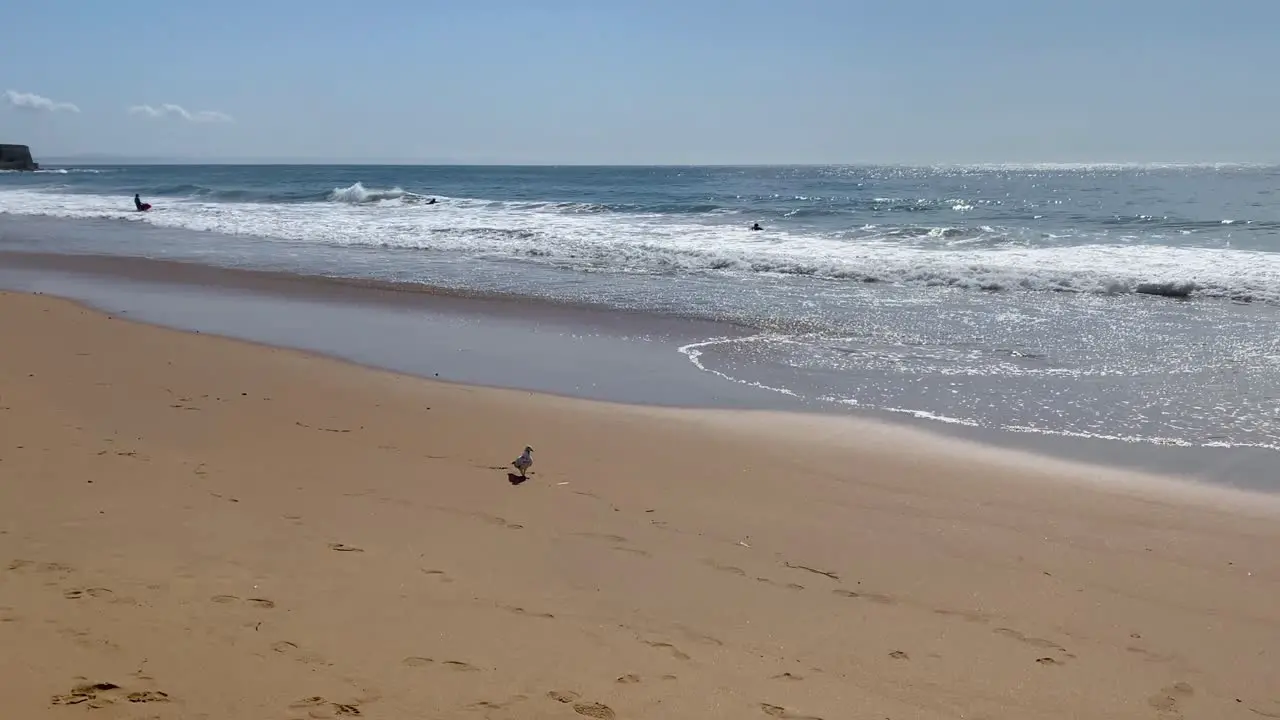 A bird walking on the white sandy beach with waves splashing on the background