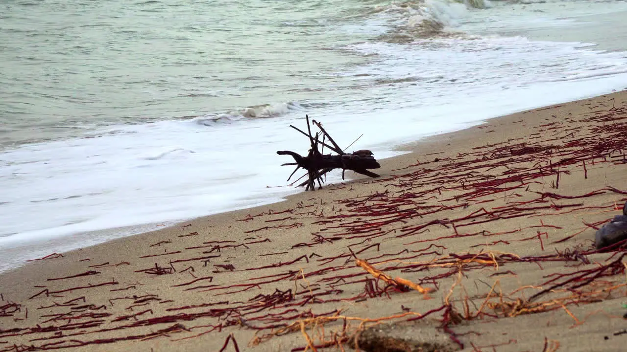 A small dry piece of tree and numerous red and orange strings can be seen on the Zorritos beach in Tumbes Peru