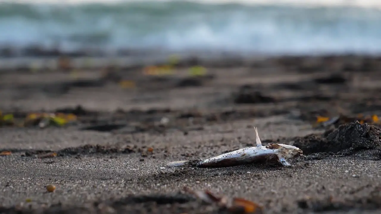 Dead and decaying fish carcass on the beach with waves crashing in