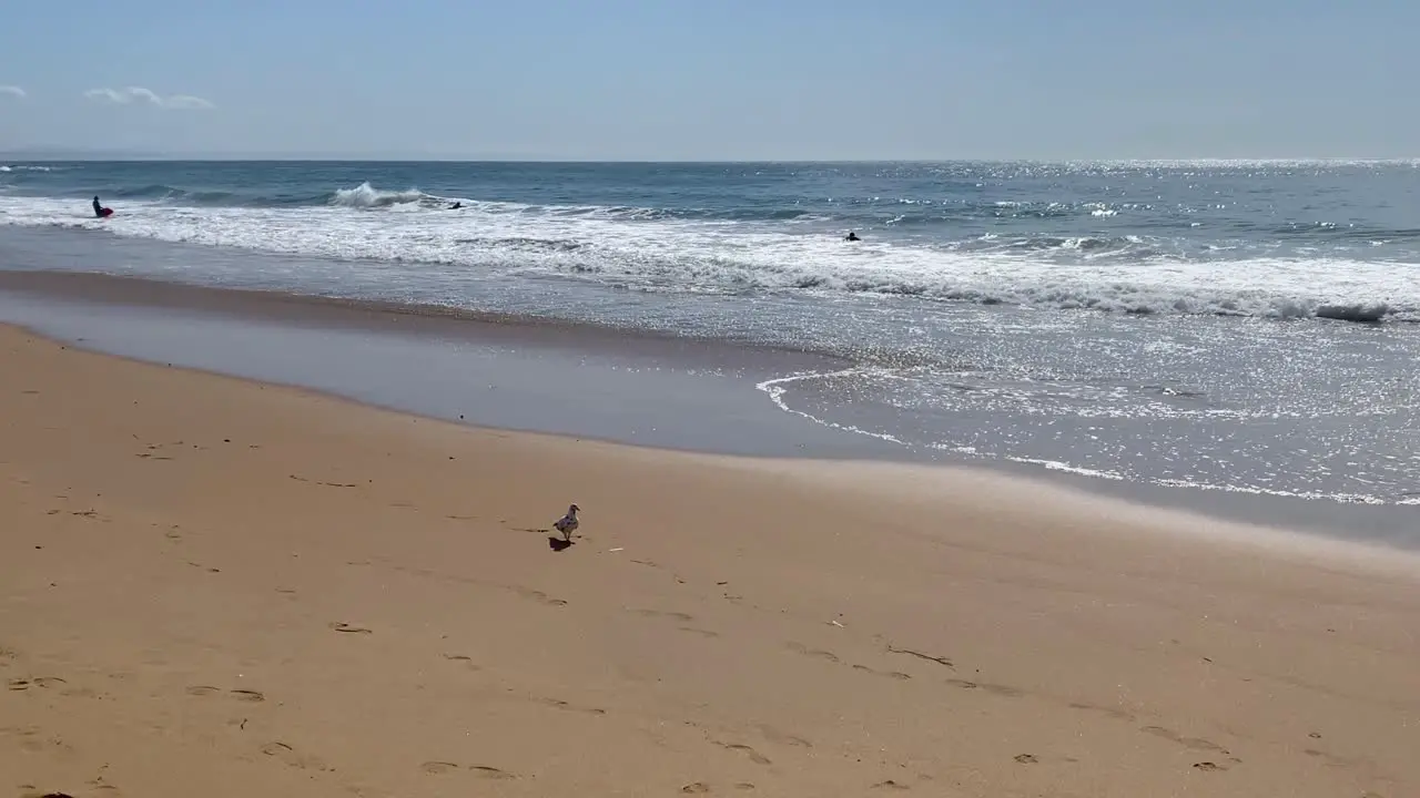 animal wildlife pigeon bird walking on tropical nature sand beach with beautiful water wave ocean sea background summer vacation travel tourism peaceful