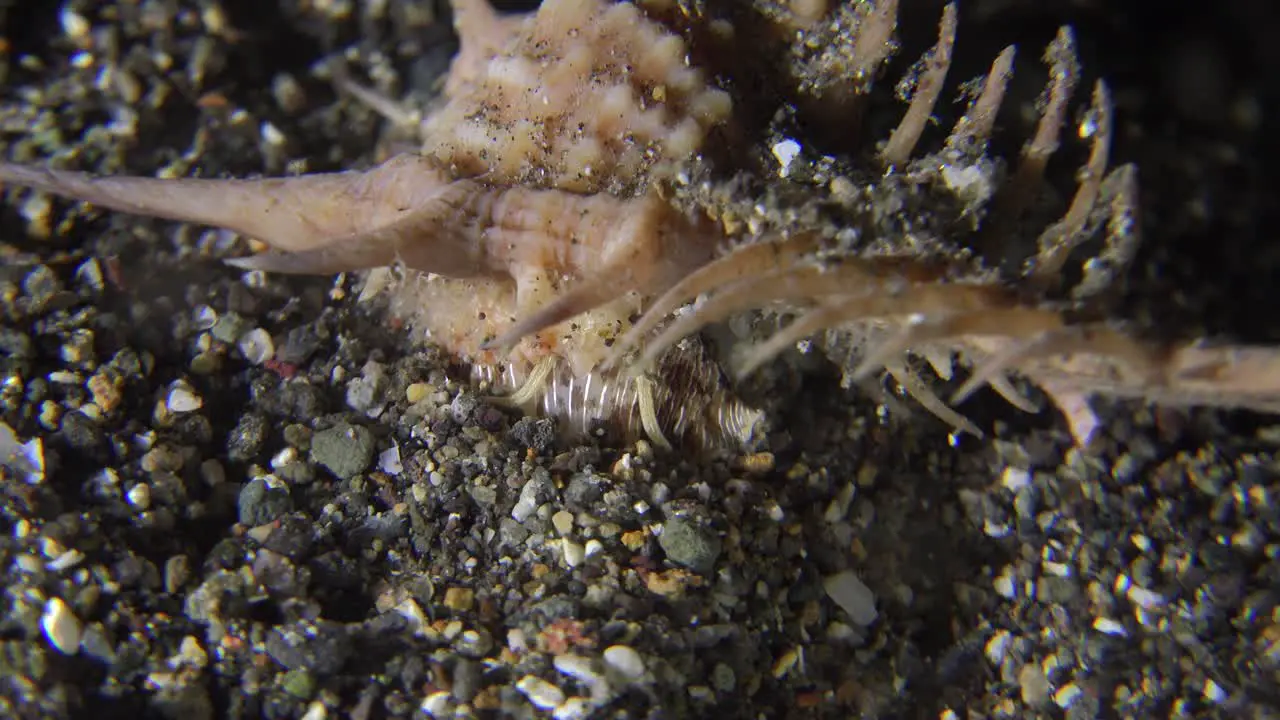 Murex snail crawling over sandy ocean floor at night