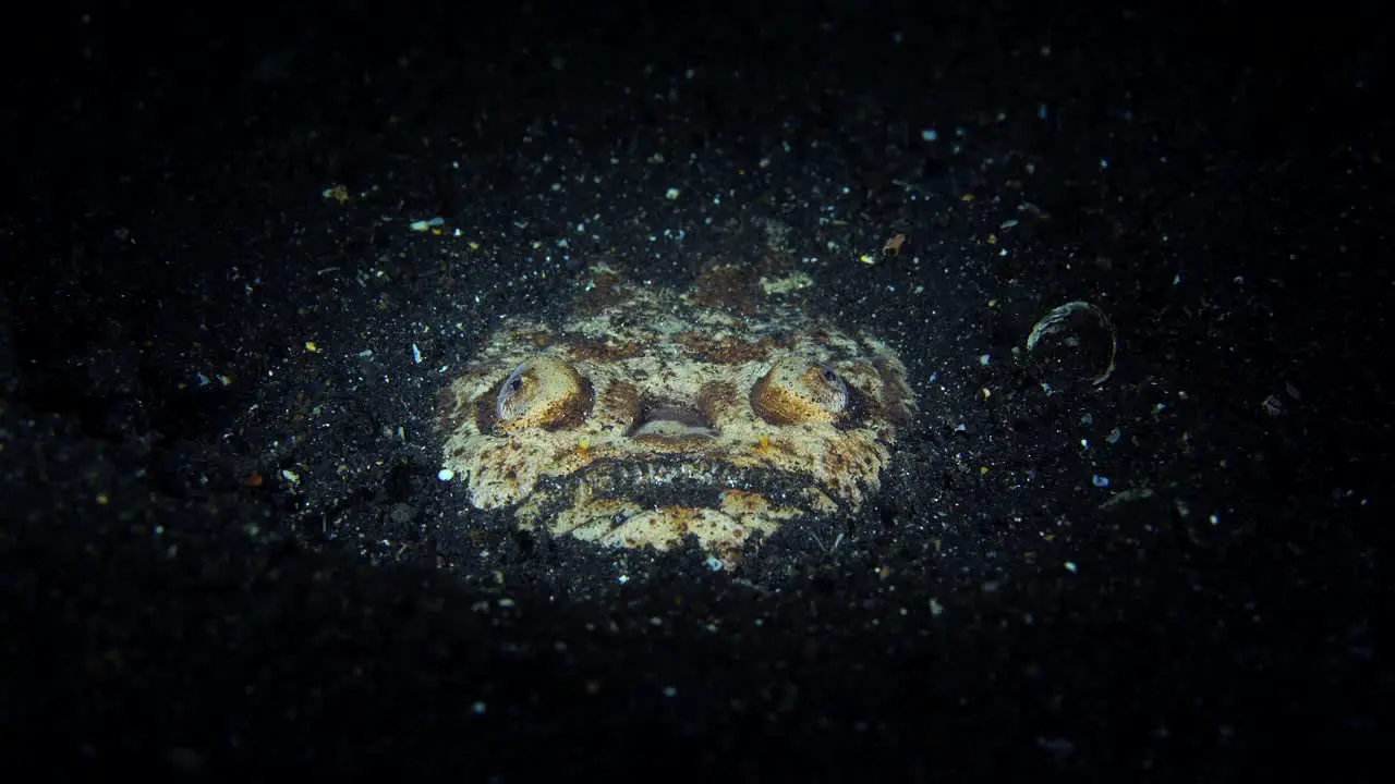 Reticulated Stargazer Uranoscopus sp Lembeh Indonesia 4k 25fps