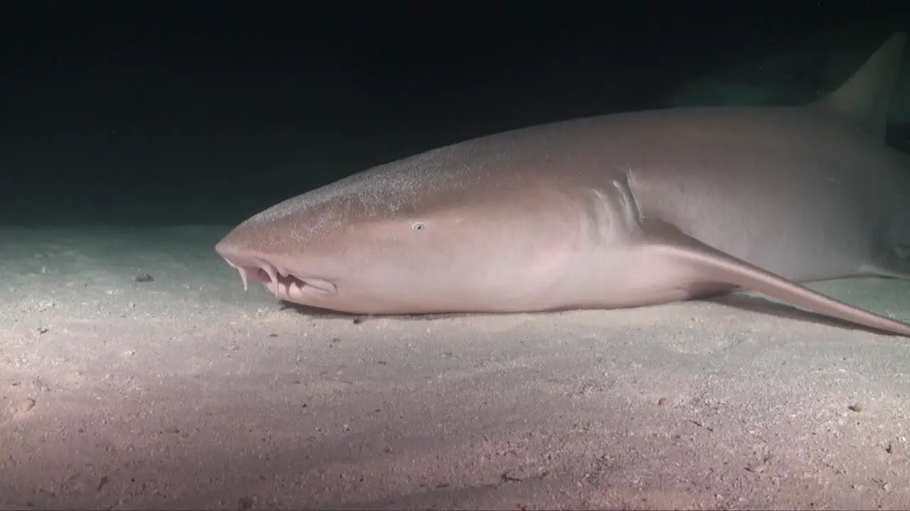 Nurse shark resting on sandy ocean floor moving it's gills to absorb oxygen