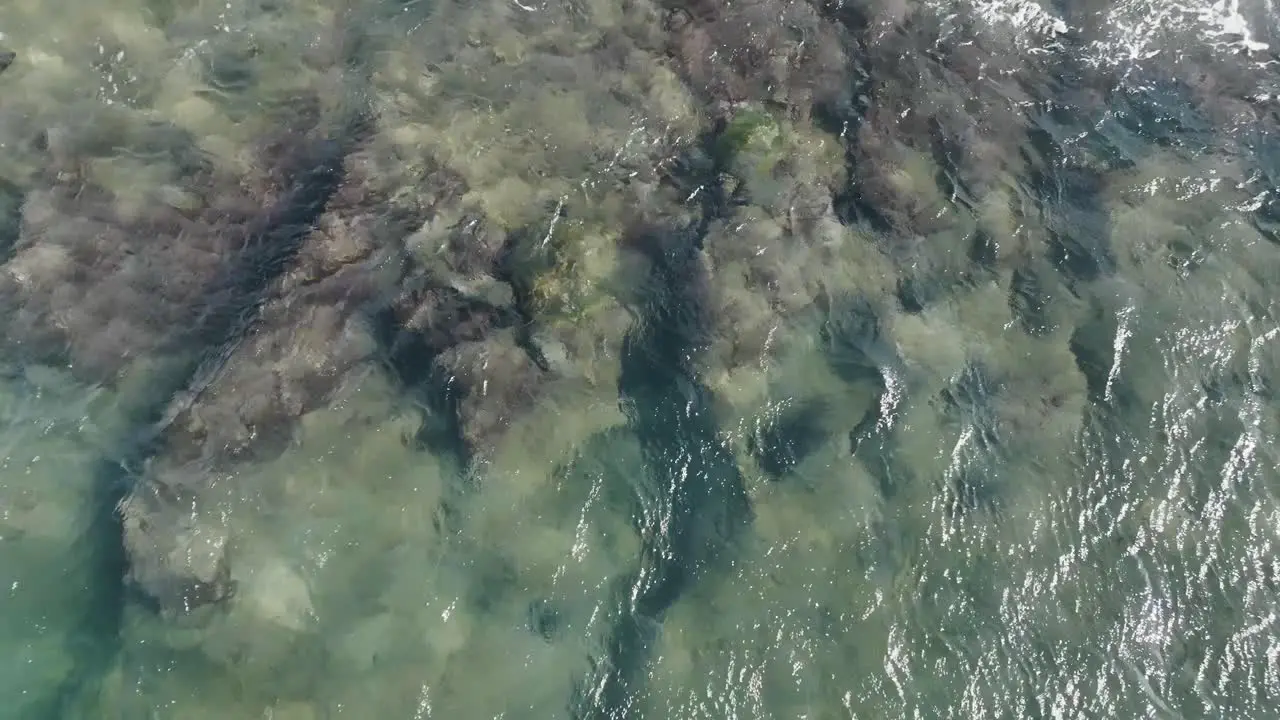 Hawaii green sea turtles surfing the waves in Maui