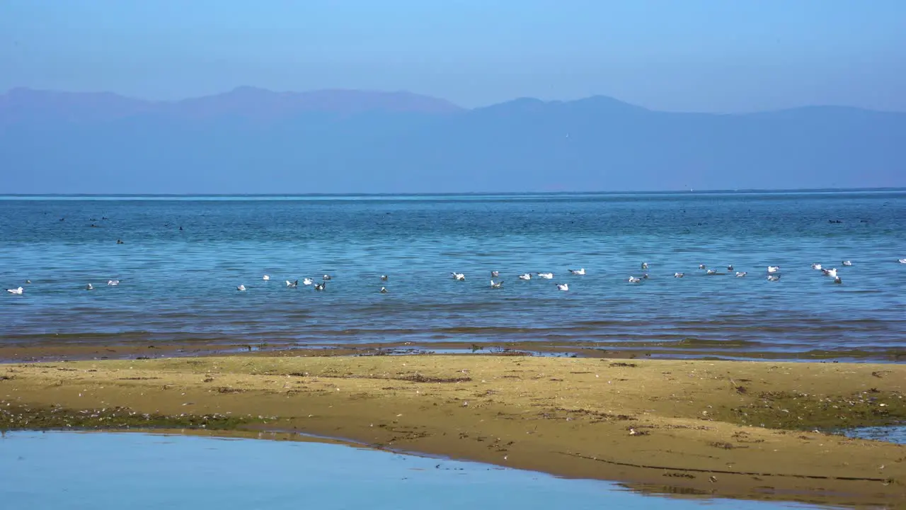 Peaceful water landscape on shore of lake with sandy beach and wild birds swimming