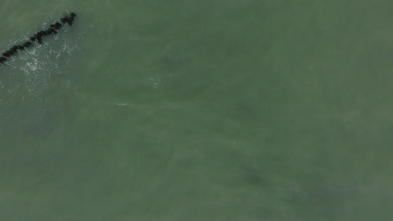 Aerial birdseye view of an old wooden pier at the Baltic sea coastline overcast winter day white sand beach wooden poles waves hitting shore wide drone dolly shot moving left